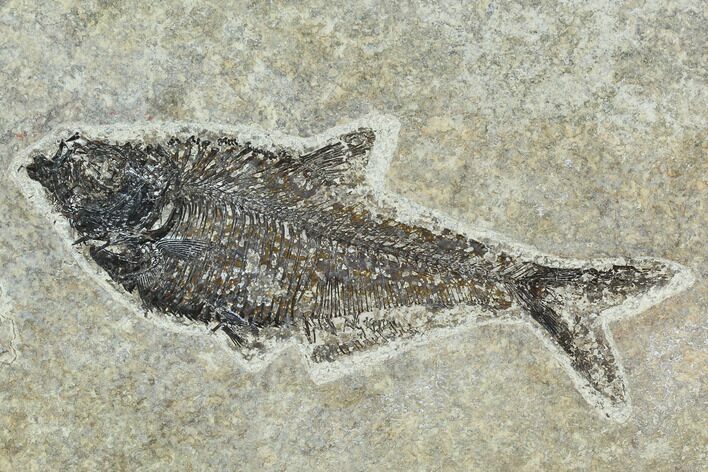 5.8" Fossil Fish (Diplomystus) - Green River Formation